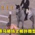 东京奥运马术赛场现相扑雕像，骑手：好几匹马吓坏了