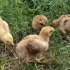 【小鸡日常】小鸡们在草地上吃草੭ ᐕ)੭*⁾⁾