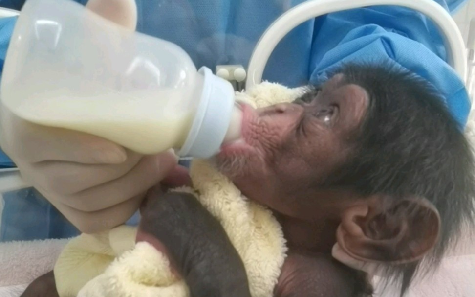 新生的黑猩猩宝宝