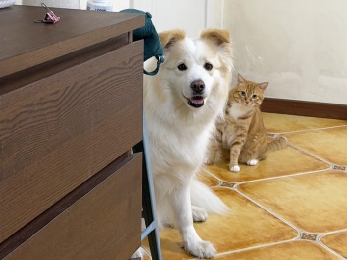 今天师傅上门清洗空调，猜猜家里哪个毛孩子最吵#贝拉家族