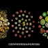 【镇园植宝】中国科学院武汉植物园“镇园植宝”——猕猴桃