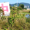 农村致富新技术：水稻基地试验田，又是一个丰收年