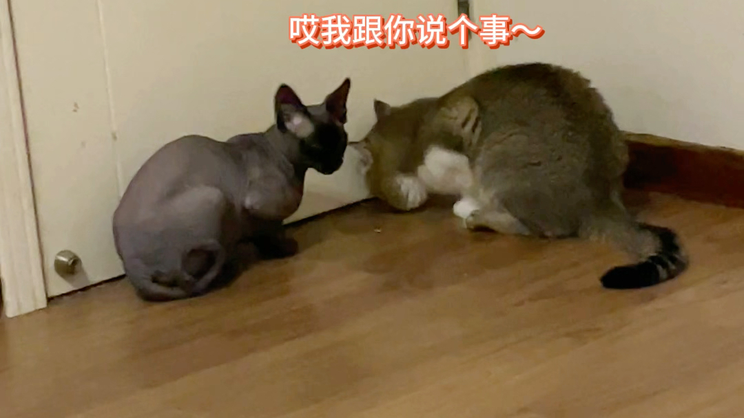 我家猫竟然说我坏话？？ Caesar Cat Caesar Cat 哔哩哔哩视频 3997