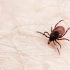 蜱虫被称为“夺命虫”危害有多大？大连女子被咬，一周后不幸身亡