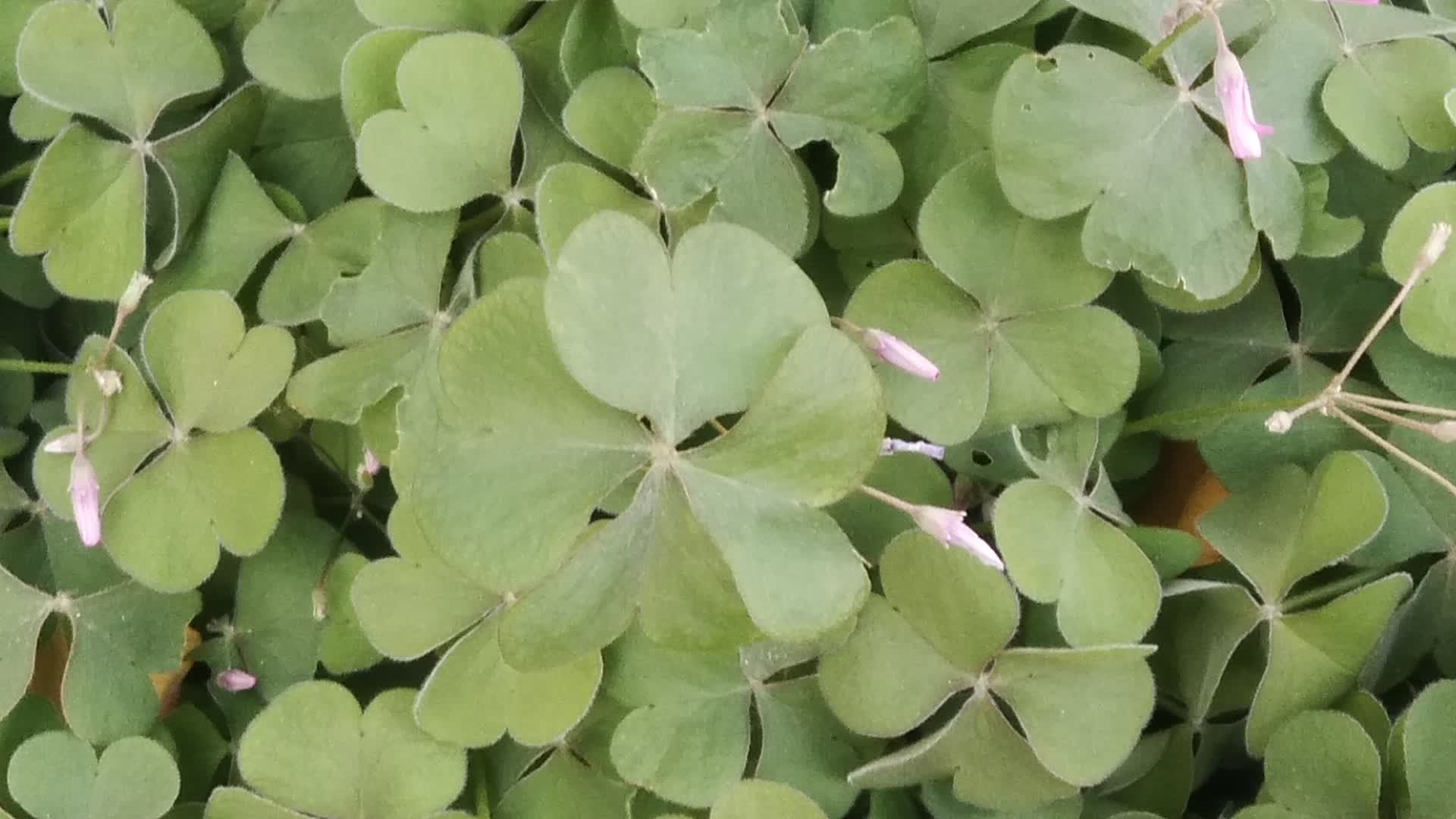 又一次发现四叶草,幸运加倍,期待六叶草图片