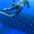 潜水员正在拍摄他的朋友和一条金枪鱼，转身突然和一条鲸鲨撞了满怀