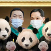 爱宝双胞胎女儿生产全记录<姜爷爷视角>，乐宝听到女儿尖叫声激动地爬高高，福宝也很听话