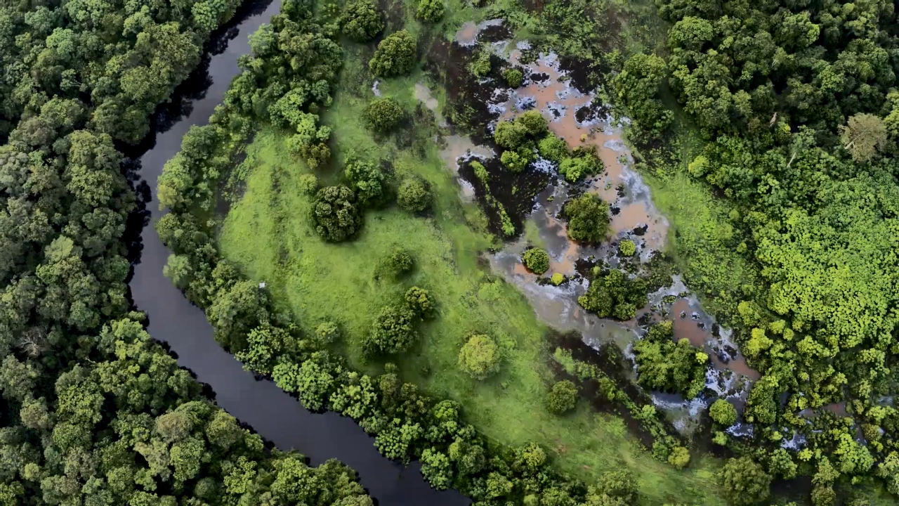 日渐消失的栖息地给猴群带来生存压力！濒危到灭绝的一步之遥！