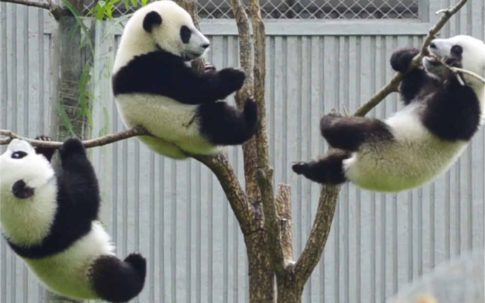 “濒危植物”——熊猫园的树