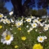 空镜头视频素材 花园花丛鲜花公园 素材分享