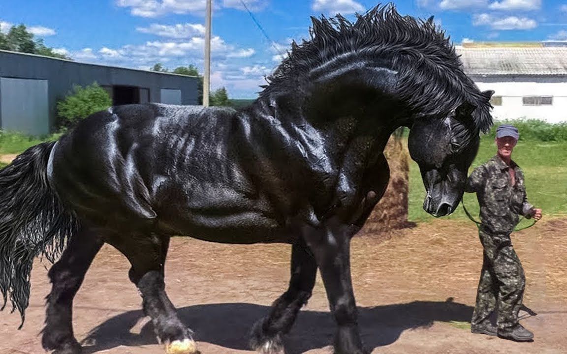 世界上最强大的马种