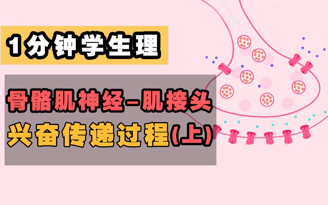 【1分钟学生理】骨骼肌神经-肌接头的兴奋传递过程（上）