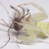 用微距拍下白蜘蛛吸收蚊子精华，夸张到脑髓都吸