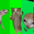 猫猫绿幕素材