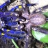 捕鸟蛛交配——美丽的蓝宝石华丽雨林