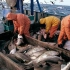 细数世界上重要的鳕鱼渔场，800万吨产量喂养欧美吃货