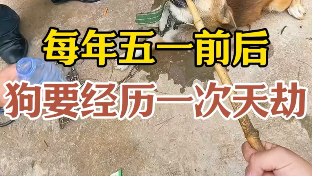 每年五一前后，狗要经历一次天劫