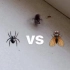 蜘蛛 vs 苍蝇，见识一下什么叫做“四两拨千斤”