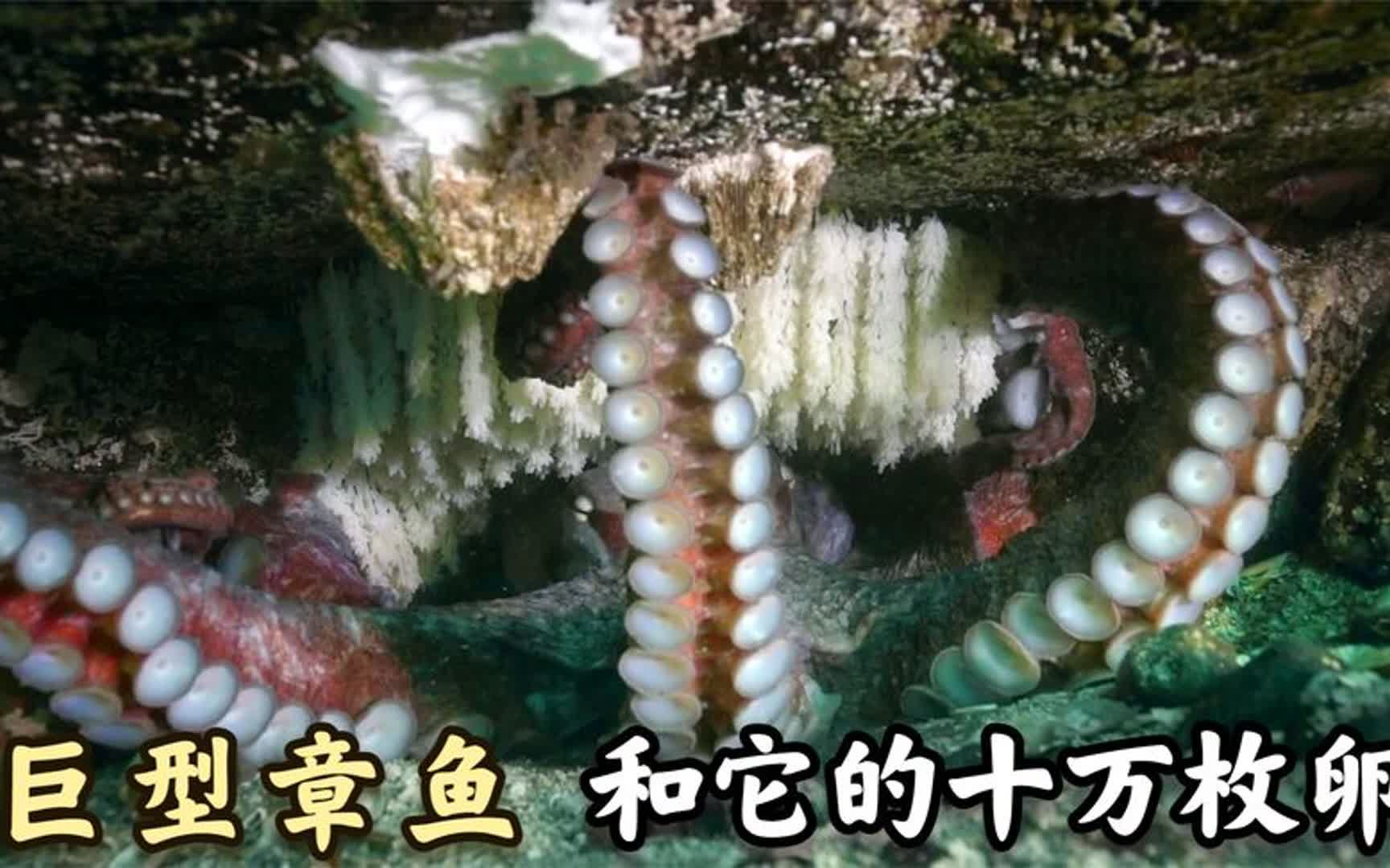 巨型章鱼图片,上最大的章鱼图片,巨型鲨鱼图片_大山谷图库