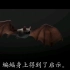 《蝙蝠和雷达》1语文四年级上册精品动画