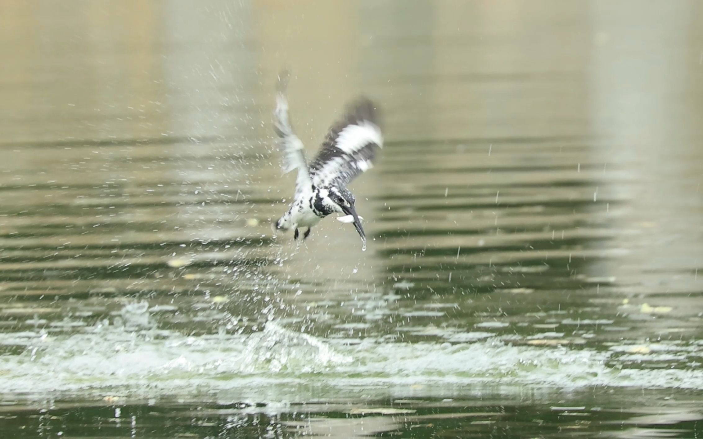 深圳东湖公园斑鱼狗捕鱼2