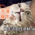 科学猫咪洗护-专业猫咪洗澡完整流程展示
