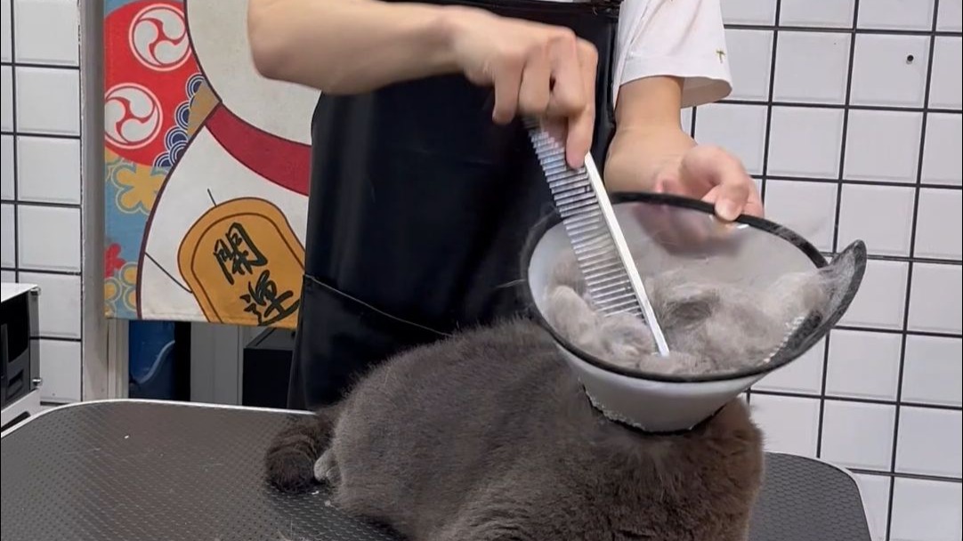 极限可恶暴躁蓝猫