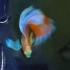 【孔雀鱼】种鱼级火烧云，要是青鳉有这种体色和三鳍该多好啊哈哈哈