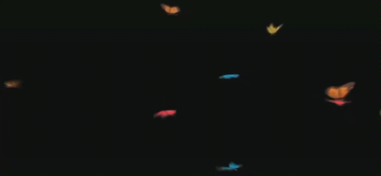 蝴蝶素材_哔哩哔哩_bilibili