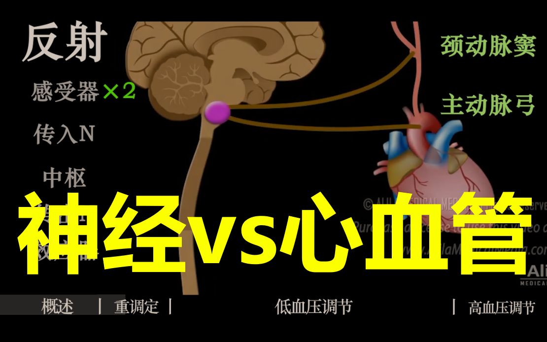【生理三分钟】神经对心血管的调节：高血压的重调定？β受体阻滞剂？自主神经与心率&血压（交感/副交感）？变时/变力/变传导作用
