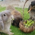 (英语短片)我们兔几那不叫吃,叫磨牙!!萝卜也不香好伐?