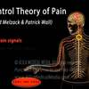 第38讲 疼痛的门控理论Gate Control Theory of Pain