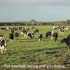 现代奶牛养殖场-奶牛挤奶技术机器-智能奶牛场