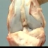 6观察猪的膝关节