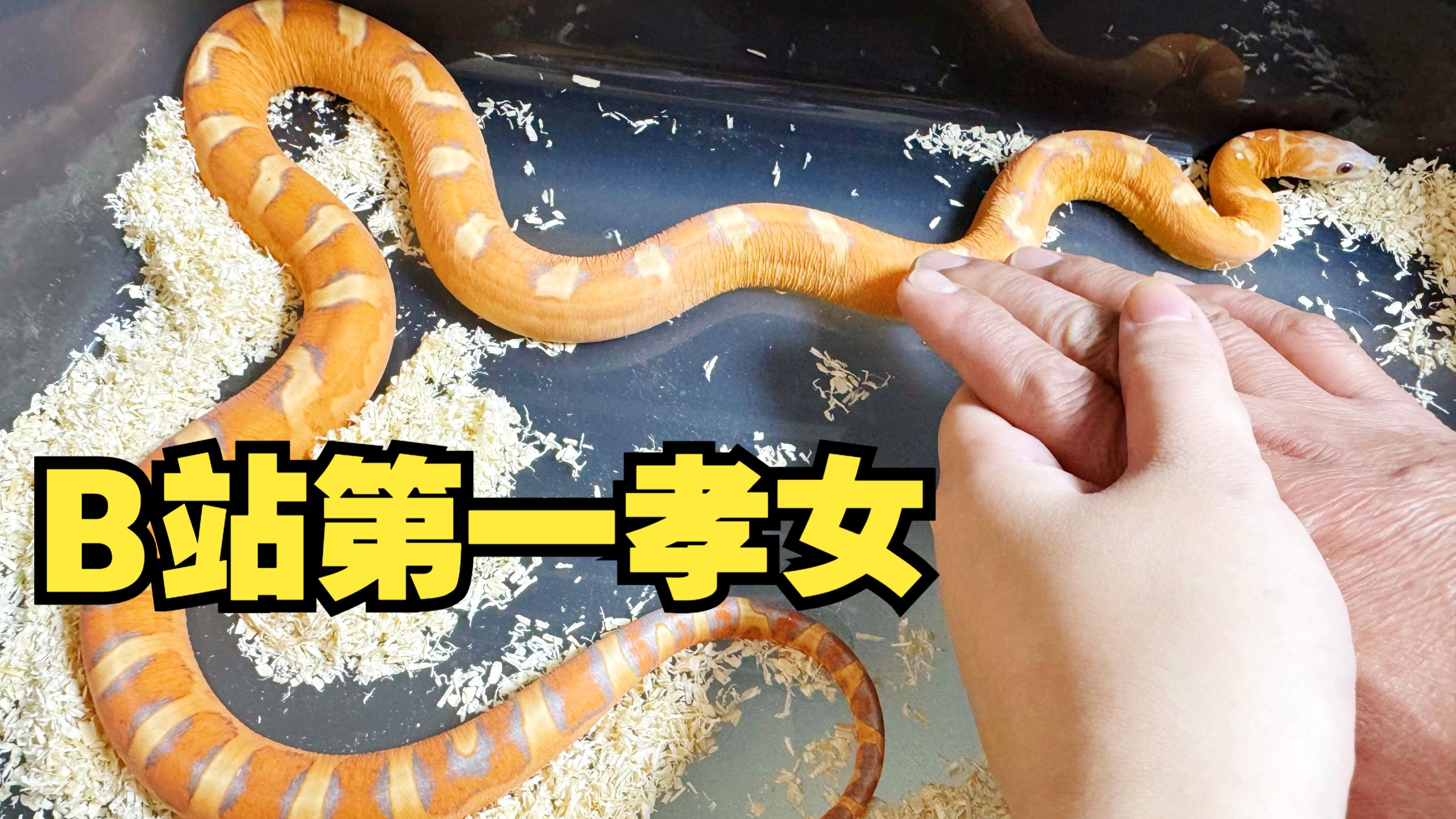 拿我爸的手来测试一下玉米蛇咬不咬人