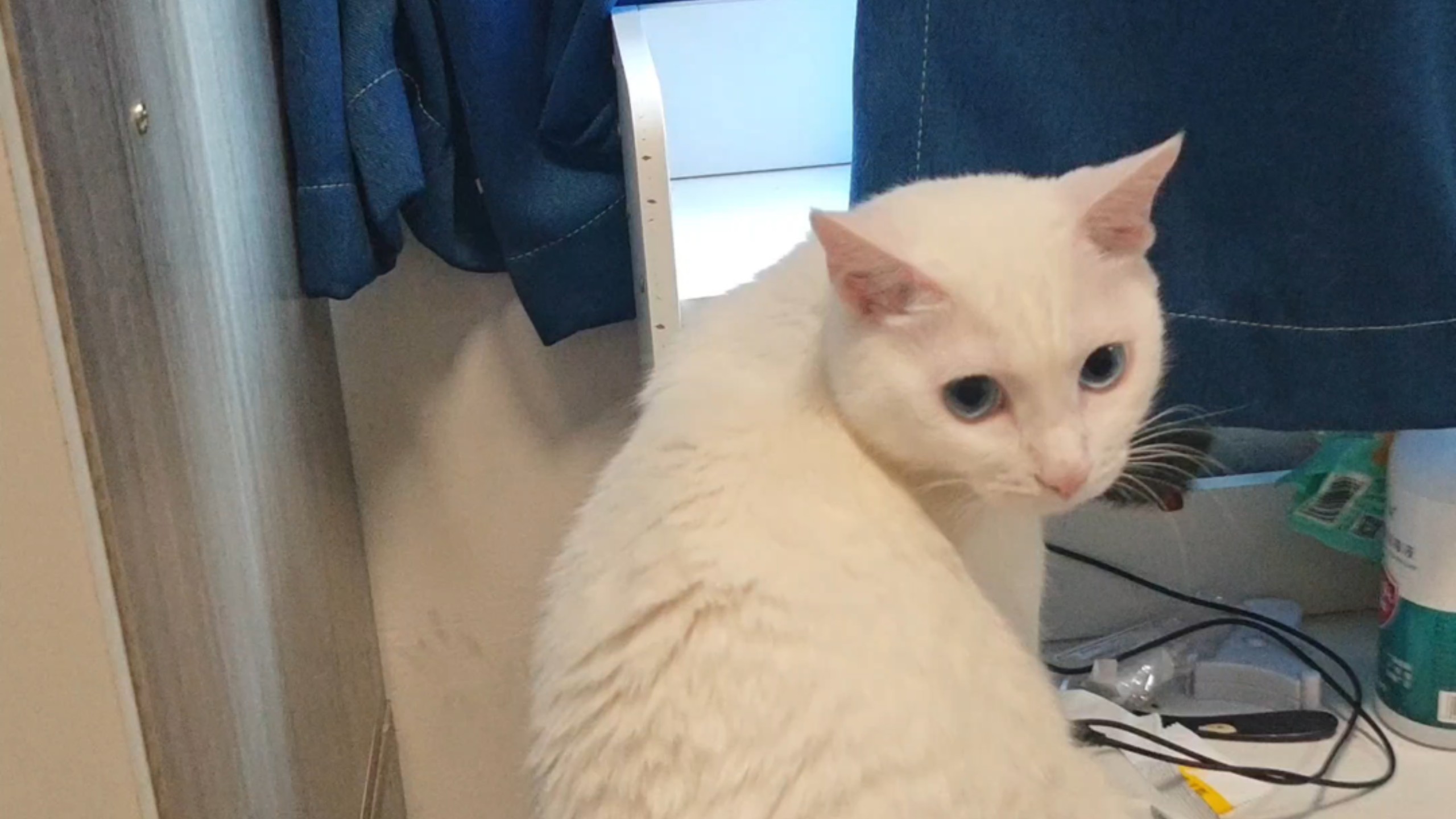 我和猫被鸽子骚扰了