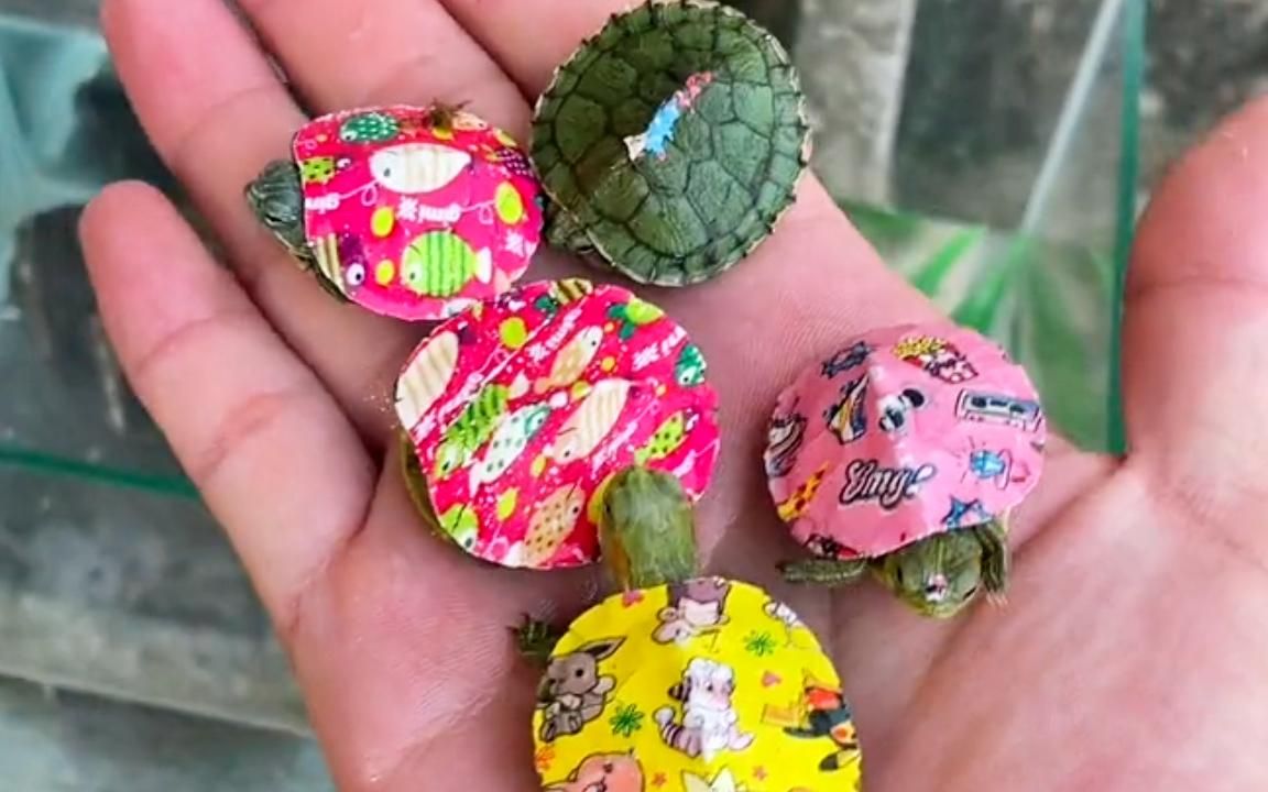 可爱的小乌龟们