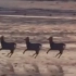 三只小鹿（微信8.0）