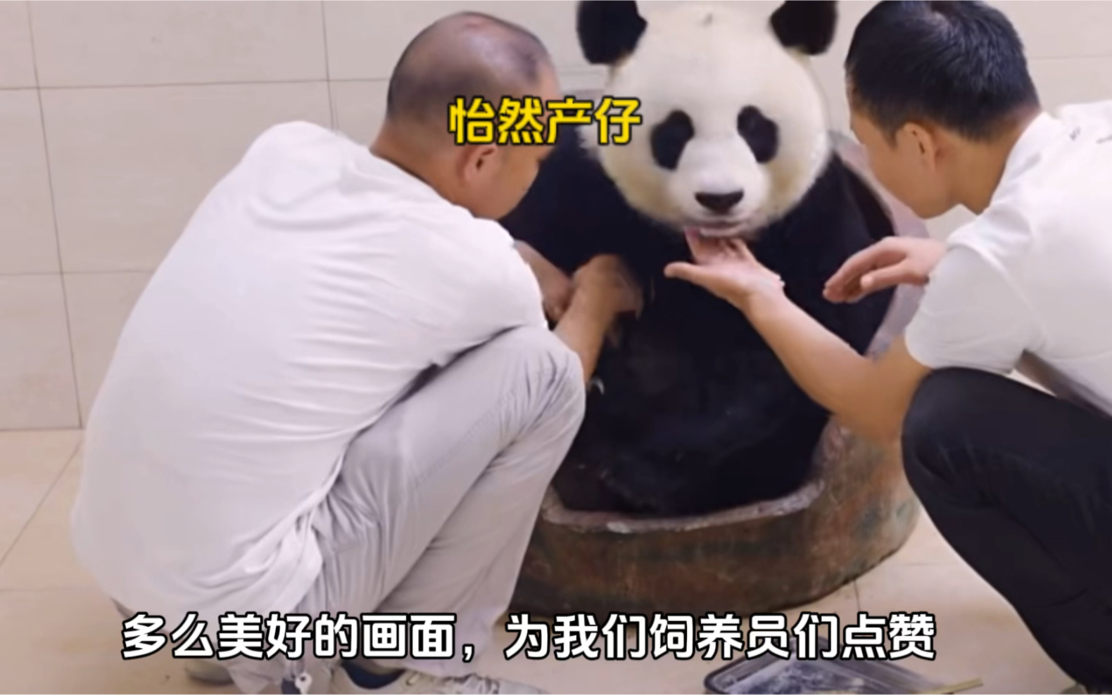 大熊猫怡然产仔，奶爸不顾自身安危出手救援