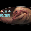 鸡鸟的胚胎发育  I 蛋生鸡