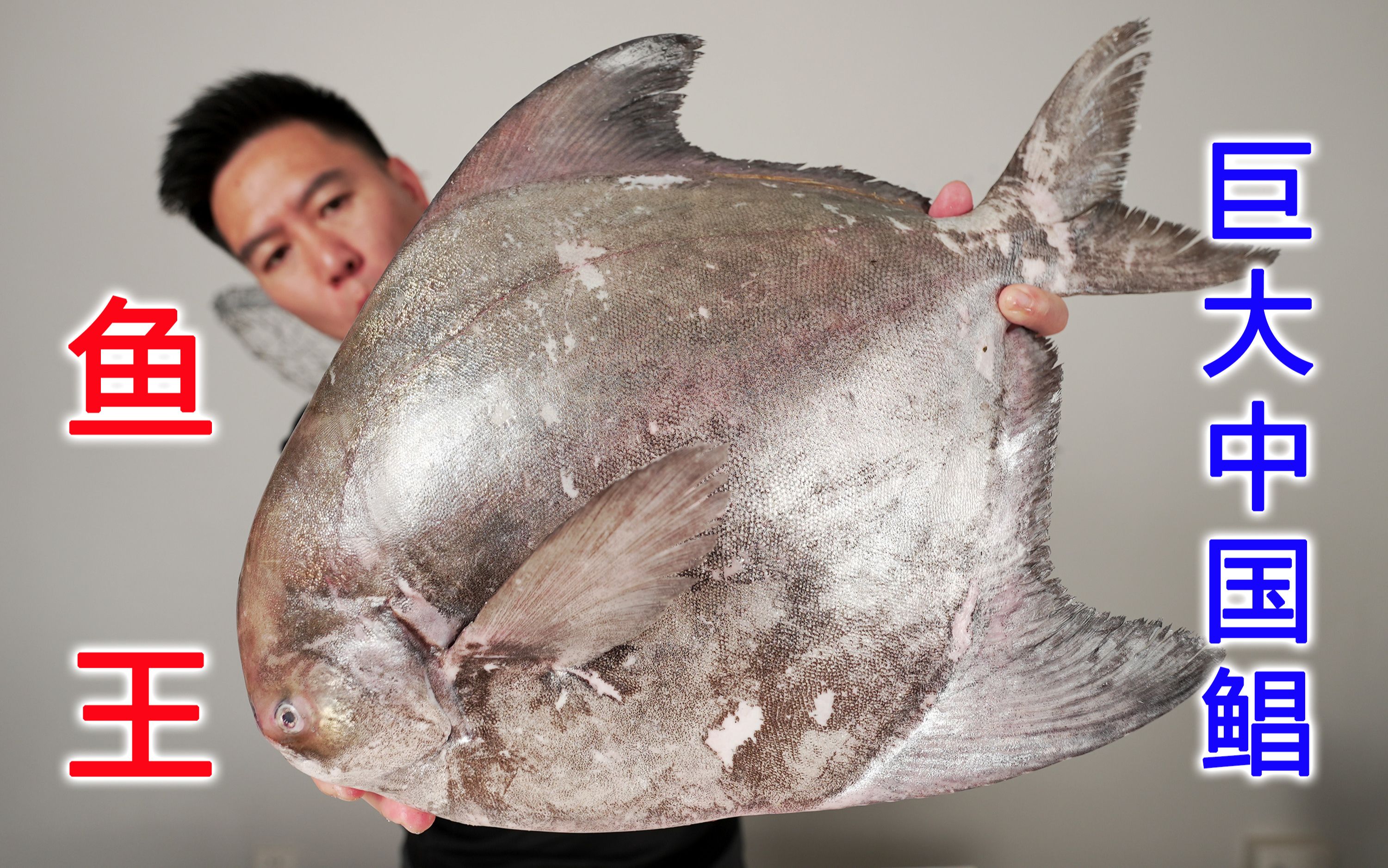 2000买一条鲳鱼王，可遇不可求的巨大中国鲳，太下饭了