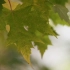 空镜头视频 枫叶枫树树叶秋天树木秋季近景 素材分享
