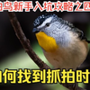 拍鸟新手入坑攻略之四：如何找到抓拍时机