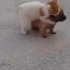 一场小猫和小狗的异常激烈的搏斗，哈哈哈简直萌翻了！