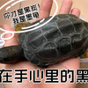 一只82年的老乌龟，真正意义上的乌龟，像块黑炭乌漆麻黑