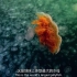 【精彩片段】食肉海葵围杀巨大的狮鬃水母！水母肉好吃吗？