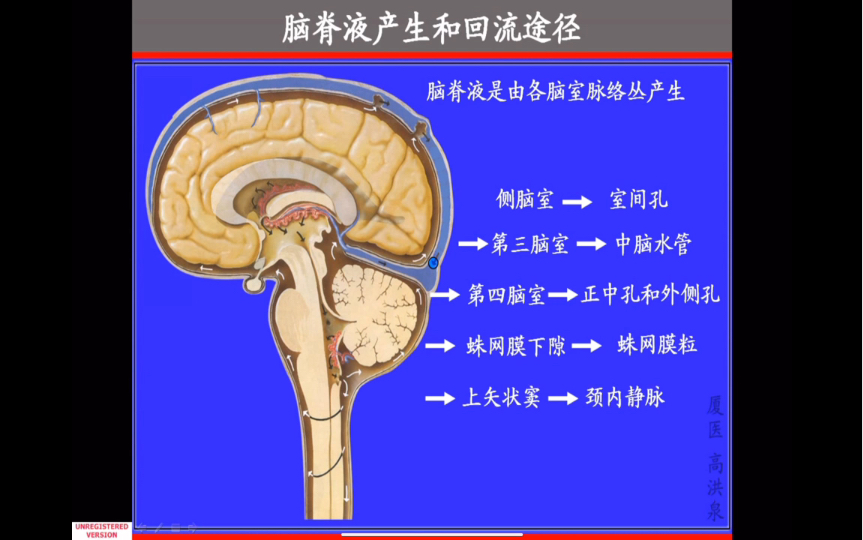 厦门医学院系统解剖学:神经系统第四十五节:脑脊液循环