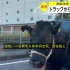 日本 从卡车中逃跑的牛(20211212)