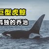 虎鲸孤独的乔治：吾不爱鲨肝