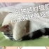 「延时摄影」一分钟记录猫咪睡觉觉～姿势萌化